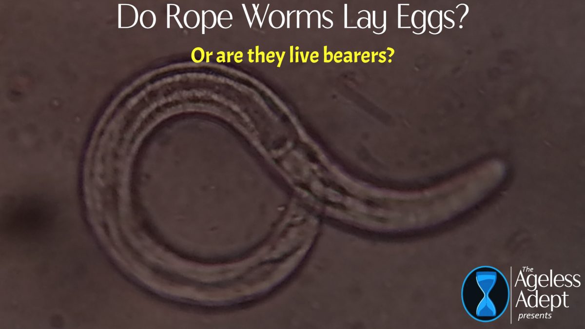 Ask the Adept: Do Rope Worms Lay Eggs or Are They Live Bearers?