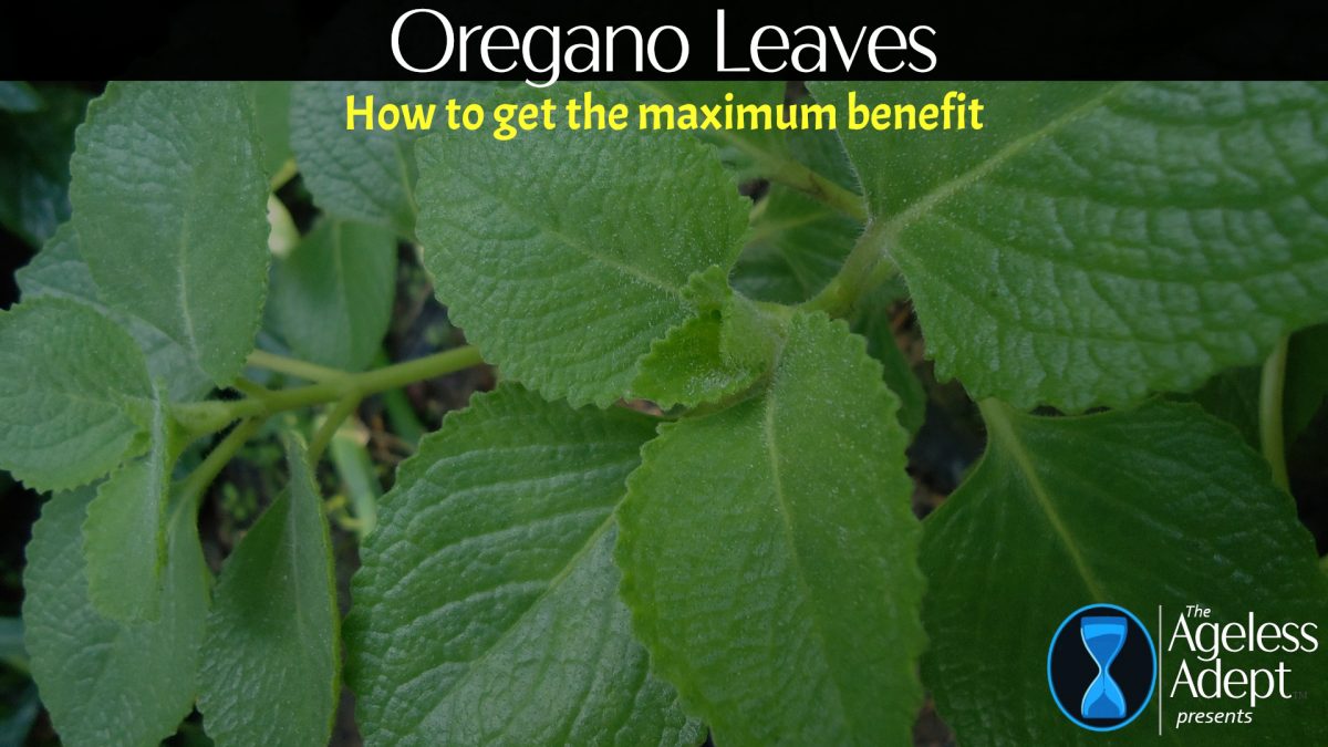 Best Way to Use Freshly-Picked Oregano Leaves